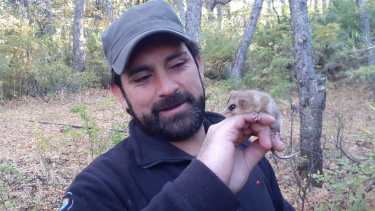 El monito del monte, es una de las especies en peligro de extinción en Neuquén. Foto: Gentileza