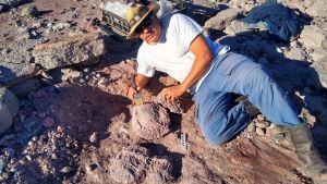 Descubrieron un cementerio de tortugas prehistóricas en un sitio único