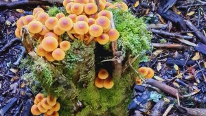 Este otoño llegó a Bariloche con más hongos que años anteriores