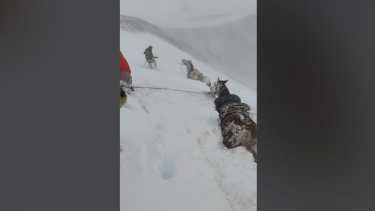 Video: Crianceros caminan por la nieve en el norte neuquino para encontrar a sus animales