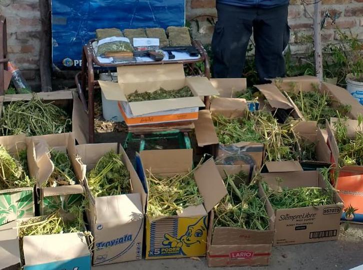 Unas cincuenta plantas de cannabis fueron encontradas en los procedimientos. Fotos gentileza.