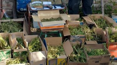 Unas cincuenta plantas de cannabis fueron encontradas en los procedimientos. Fotos gentileza.