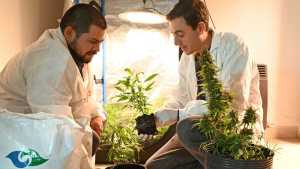 Cómo los científicos estudiarán el aceite de cannabis medicinal