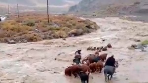Video: los desesperantes cruces de animales en un río crecido del norte neuquino
