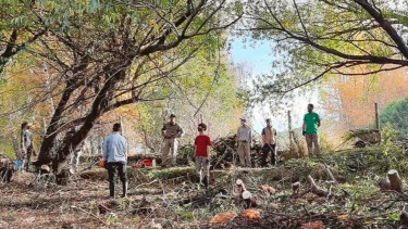 El sauce mimbrera es originario de Europa y Asia y avanzó cerca de los ríos de Patagonia