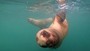 Belleza pura: los juegos de los lobitos marinos cuando no hay orcas cerca en Península Valdés