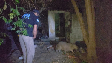 El carpincho fue  fue trasladado hasta las instalaciones del Eco-Parque. 