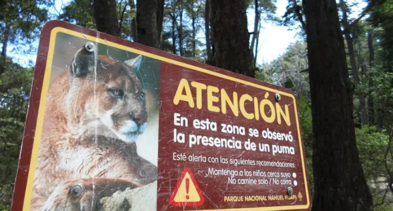 En el parque nacional Nahuel Huapi hay cartelería con recomendaciones que indican qué hacer en caso de ver un puma, como ocurrió en Aluminé. Archivo