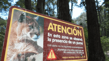 En el parque nacional Nahuel Huapi hay cartelería con recomendaciones que indican qué hacer en caso de ver un puma, como ocurrió en Aluminé. Archivo