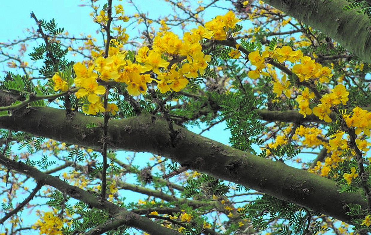 Podemos observar el tronco del árbol, junto a las flores características del chañar brea.