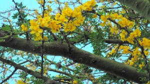 Plantas autóctonas: El árbol que produce la goma brea