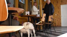 Imagen de Día del animal: ya son 69 los comercios amigos de las mascotas en Neuquén 