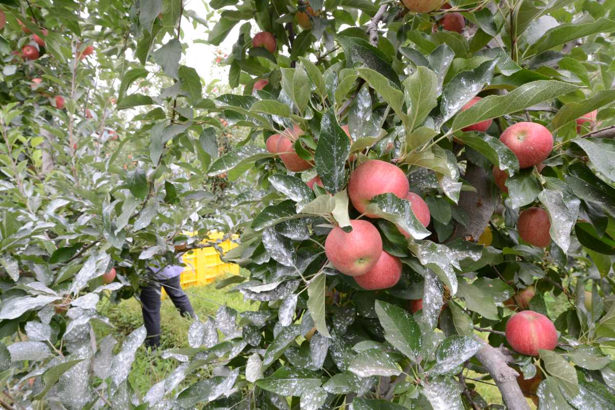 El costo de producción de peras y manzanas golpea en la realidad de los productores.