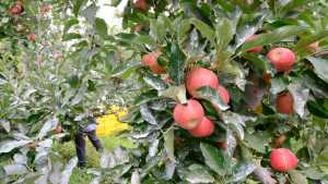 ¿Cuánto cuesta producir peras y manzanas en Río Negro?