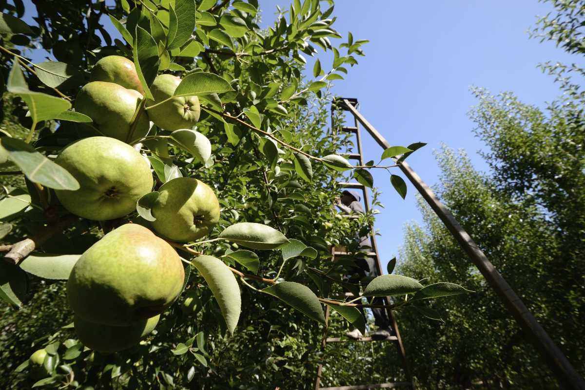 De las 10.895 de frutales orgánicos, los cultivos más importantes son la pera (24%) y la manzana (20%), en las provincias de Río Negro y Neuquén.