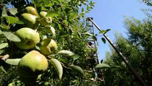 Crecen las exportaciones de productos orgánicos con la región como protagonista