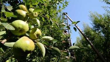 De las 10.895 de frutales orgánicos, los cultivos más importantes son la pera (24%) y la manzana (20%), en las provincias de Río Negro y Neuquén.