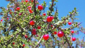 Plantas autóctonas: el “piquillín”, una de las más deseadas