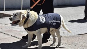 Dolor por la muerte de «Gringo», el primer perro rastreador de estupefacientes en San Antonio