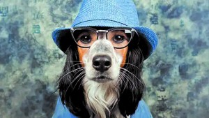 Humanizar los animales: ¿una tendencia peligrosa?