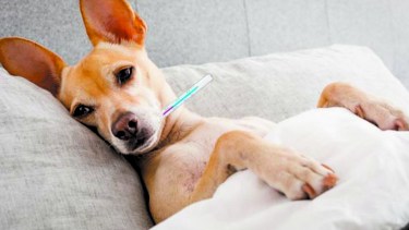 Nunca debemos olvidar que son seres sintientes y se deben respetar sus necesidades