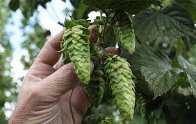 El centro beneficiará a los productores. Foto ilustrativa