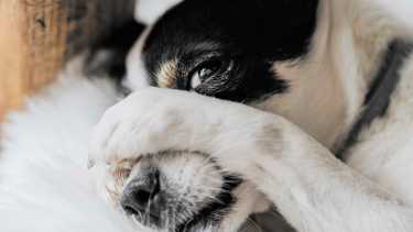 La familia pudo acordar un régimen de cuidado compartido. Foto archivo