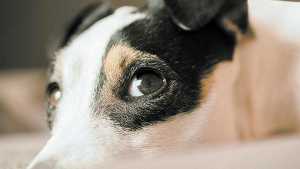 Miedos y fobias de nuestros amigos perrunos