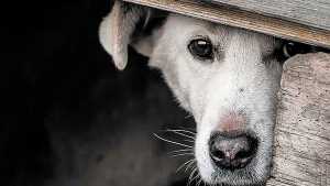 Día Internacional del Animal sin Hogar: por qué se celebra y cómo podemos aportar