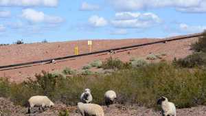 Empresas obligadas a restaurar la tierra de Vaca Muerta, el ambicioso proyecto que impulsan en Neuquén