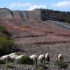 Imagen de Nación aprobó el ingreso del Gasoducto San Matías al RIGI: llevará el gas de Vaca Muerta a los buques de GNL en Río Negro