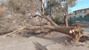El viento en Neuquén tiró 40 árboles, 30 postes telefónico y hasta una bicicleta de un balcón