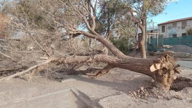 Fueron 40 los árboles que se cayeron en la ciudad de Neuquén por el viento. Foto: Gentileza.