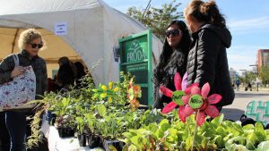 Feria de plantines y zapallos en el centro de Neuquén, hoy y mañana