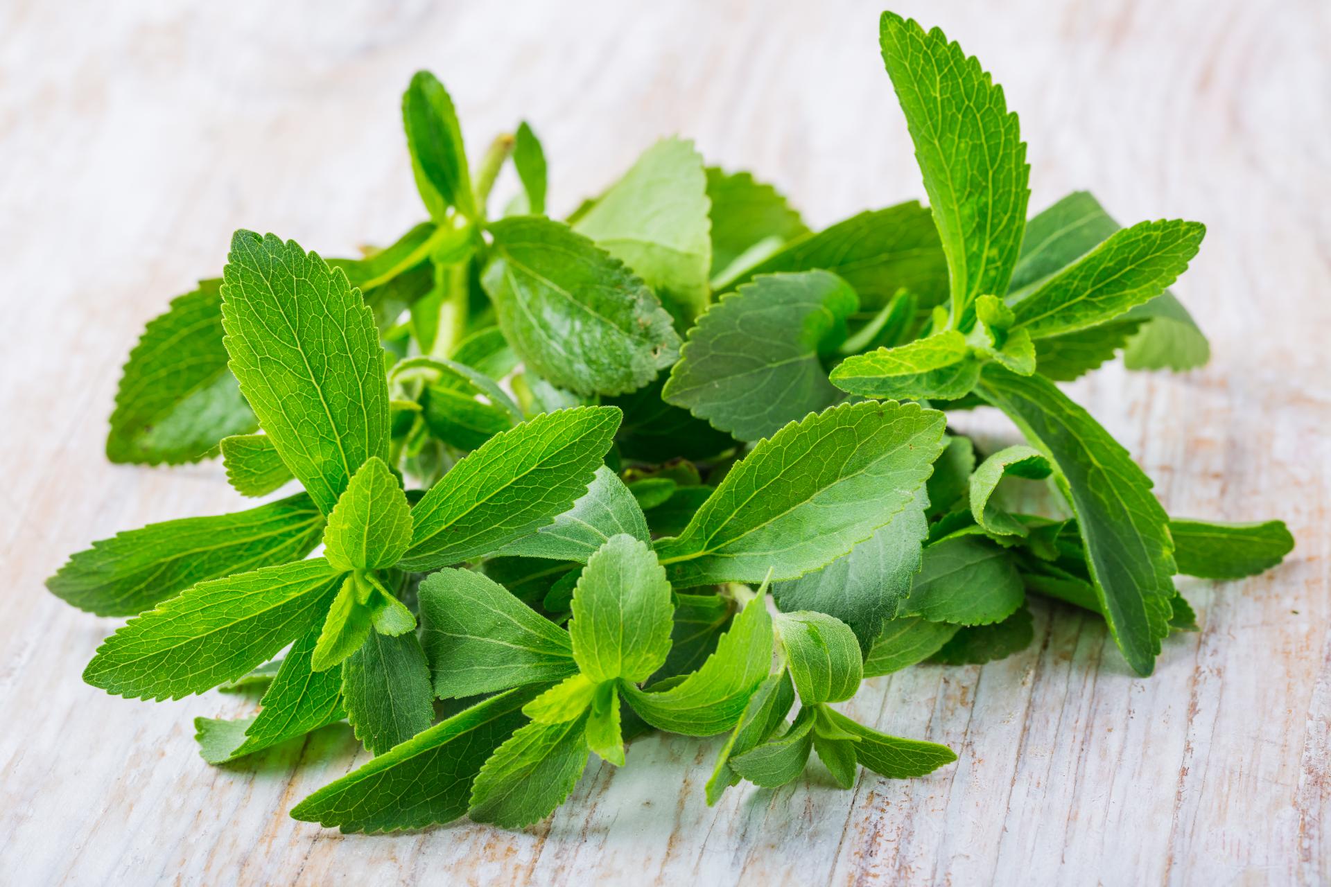 Stevia cómo pasó de planta ancestral al edulcorante más global del
