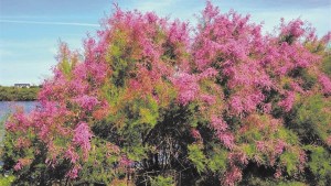Plantas autóctonas: Tamarisco, una especie adoptiva