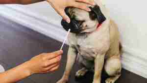 En Estados Unidos está de moda hacer pruebas de ADN a los perros