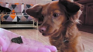 Cómo ayudar a nuestro perro a autocontrolarse