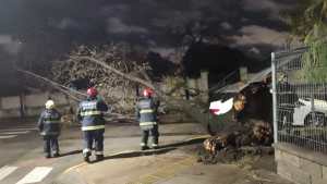 El temporal de viento y lluvia en Buenos Aires dejó 400 árboles caídos, 48 sobre autos y casas