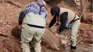 Video: iban a pescar y terminaron rescatando a una oveja preñada en el Limay Inferior