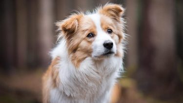 Los perros tienen ese sexto sentido que los ayuda a saber cuándo sucede un fenómeno paranormal.-