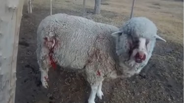 Muchos animales quedan gravemente heridos y muertes a los pocos días de ser atacados por los perros. Foto: gentileza.