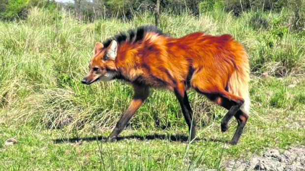 Imagen Las especies en peligro de extinción en Argentina