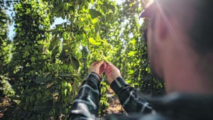 Aniversario de Fernández Oro: El lúpulo ya es parte de la economía de la ciudad