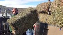 Imagen de Para evitar pérdidas de ganado, asisten con pasto a pequeños productores de la Región Sur