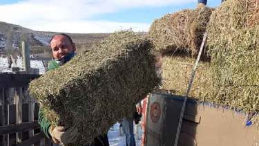 Cerca de 14.000 fardos de alfalfa son distribuidos entre pequeños productores de la Región Sur. Foto: Gentileza. 