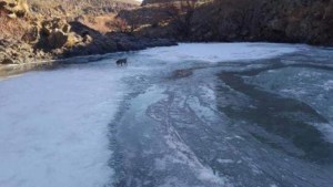 Este perro encontró una pista de hielo en un río congelado de Neuquén