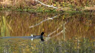 El brazo del Limay, el Todero, en riesgo por el avance de urbanizaciones capitalinas en el barrio Altos del Limay (foto Matías Subat)