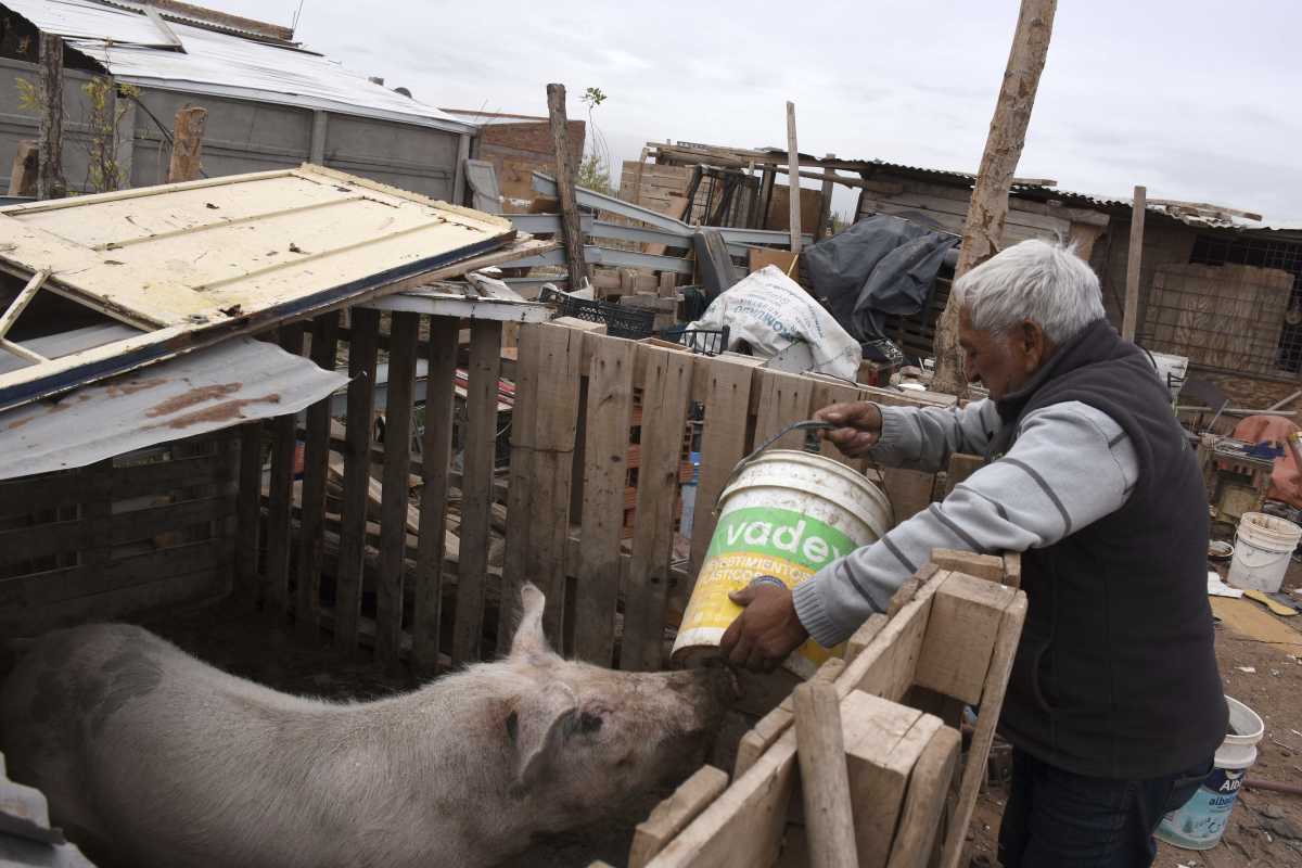 Los vecinos de Nueva Esperanza, crian los cerdos para consumo familiar. Los productores se fueron del lugar con la urbanizacion creciente (foto Matías Subat)