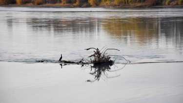 El río Limay en la zona del cauce madre, muestra la bajante del caudal (foto Matías Subat)